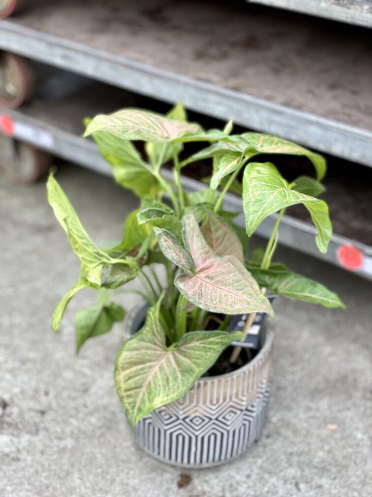 Zdjęcie rosliny doniczkowej Syngonium Yellow Pink, ujęcie 1