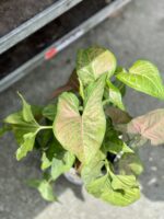 Zdjęcie rosliny doniczkowej Syngonium Yellow Pink, ujęcie 2
