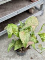 Zdjęcie rosliny doniczkowej Syngonium Yellow Pink, ujęcie 3