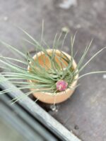 Zdjęcie rosliny doniczkowej Tillandsia Houston, ujęcie 1