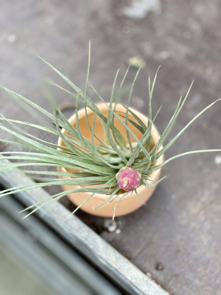 Zdjęcie rosliny doniczkowej Tillandsia Houston, ujęcie 1
