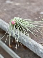 Zdjęcie rosliny doniczkowej Tillandsia Houston, ujęcie 2