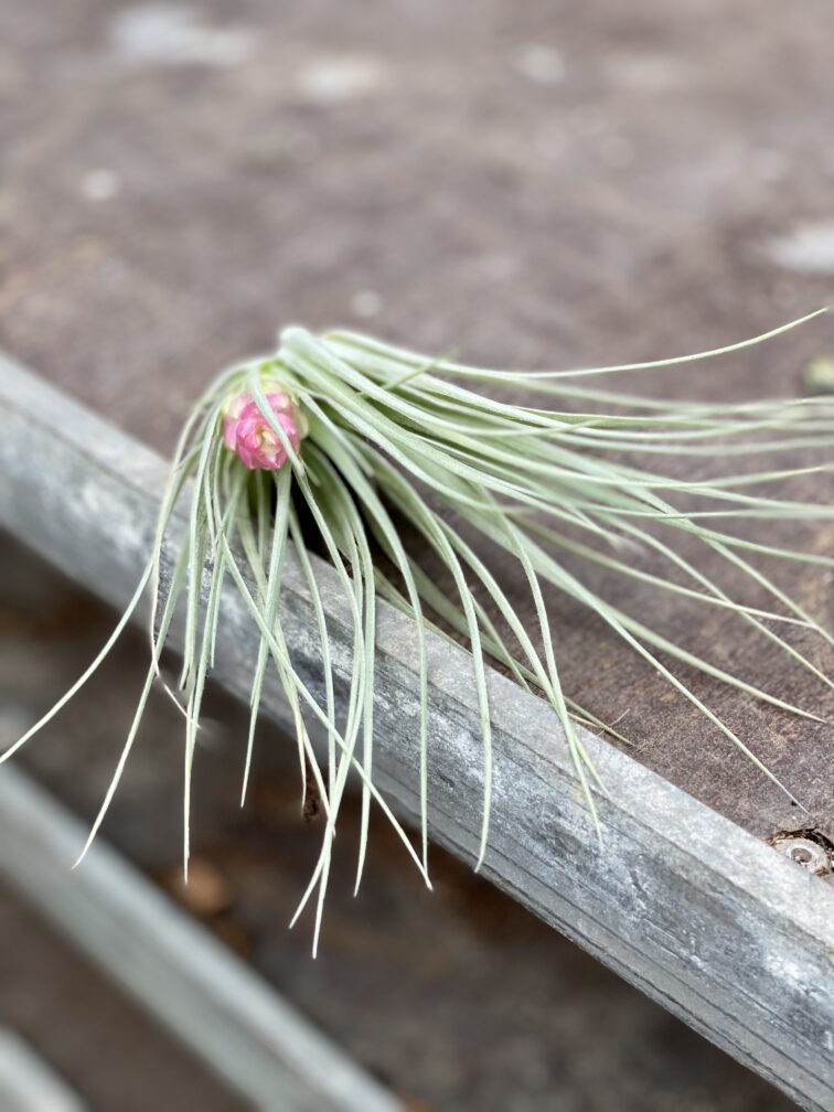 Zdjęcie rosliny doniczkowej Tillandsia Houston, ujęcie 2