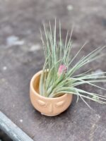 Zdjęcie rosliny doniczkowej Tillandsia Houston, ujęcie 3