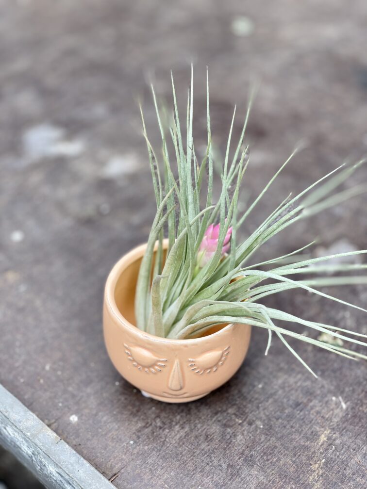 Zdjęcie rosliny doniczkowej Tillandsia Houston, ujęcie 3
