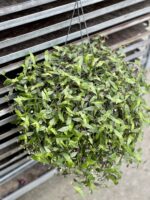 Zdjęcie rosliny doniczkowej Tradescantia Green Hill, ujęcie 1