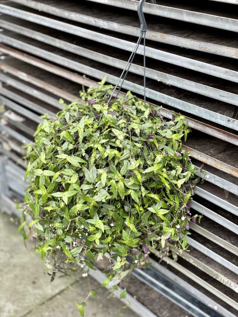 Zdjęcie rosliny doniczkowej Tradescantia Green Hill, ujęcie 2