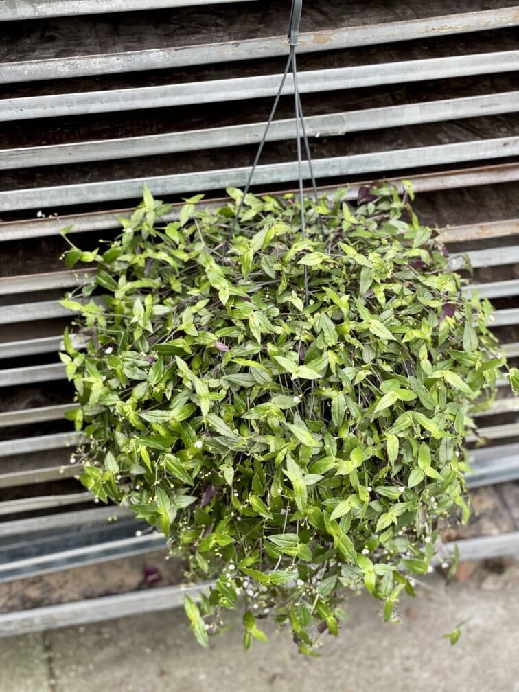 Zdjęcie rosliny doniczkowej Tradescantia Green Hill, ujęcie 3
