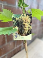 Zdjęcie rosliny doniczkowej Vitis solaris (Winorośl), ujęcie 2