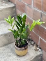 Zdjęcie rosliny doniczkowej Zamioculcas Zamiifolia, ujęcie 1