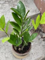 Zdjęcie rosliny doniczkowej Zamioculcas Zamiifolia, ujęcie 2