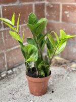 Zdjęcie rosliny doniczkowej Zamioculcas Zamiifolia, ujęcie 3