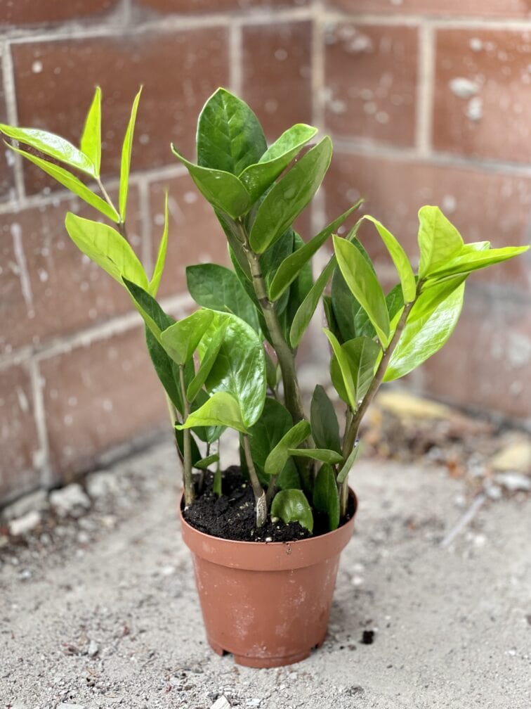 Zdjęcie rosliny doniczkowej Zamioculcas Zamiifolia, ujęcie 3