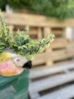 Zdjęcie rosliny doniczkowej Aeschynanthus japhrolepis Twister, ujęcie 2