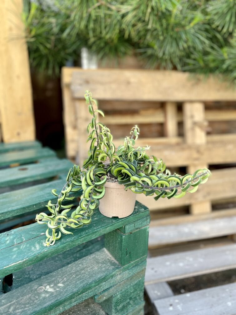 Zdjęcie rosliny doniczkowej Aeschynanthus japhrolepis Twister, ujęcie 3