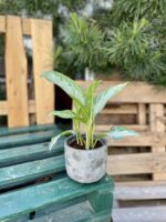 Zdjęcie rosliny doniczkowej Aglaonema Silver Bay, ujęcie 1