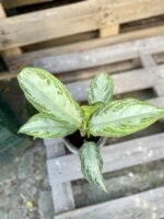 Zdjęcie rosliny doniczkowej Aglaonema Silver Bay, ujęcie 2