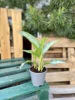 Zdjęcie rosliny doniczkowej Aglaonema Silver Bay, ujęcie 3