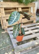 Zdjęcie rosliny doniczkowej Alocasia Pink Dragon, ujęcie 1