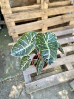 Zdjęcie rosliny doniczkowej Alocasia Pink Dragon, ujęcie 2