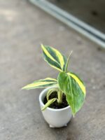 Zdjęcie rosliny doniczkowej Alpinia zerumbet variegata, ujęcie 1