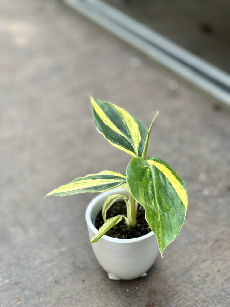 Zdjęcie rosliny doniczkowej Alpinia zerumbet variegata, ujęcie 1