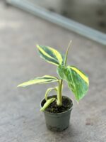 Zdjęcie rosliny doniczkowej Alpinia zerumbet variegata, ujęcie 2