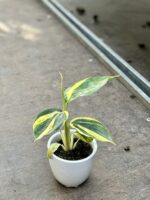 Zdjęcie rosliny doniczkowej Alpinia zerumbet variegata, ujęcie 3