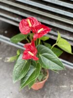 Zdjęcie rosliny doniczkowej Anthurium andreanum Diamond Dynamite Red, ujęcie 1