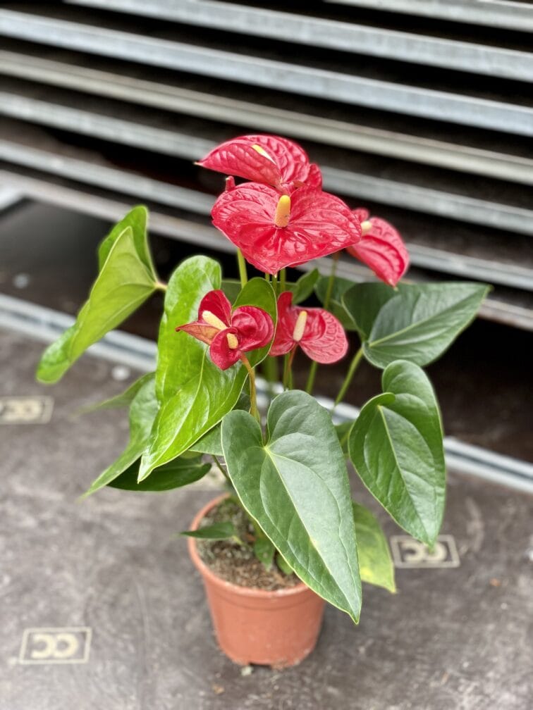 Zdjęcie rosliny doniczkowej Anthurium andreanum Diamond Dynamite Red, ujęcie 2