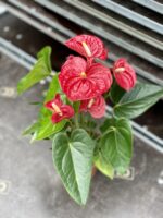 Zdjęcie rosliny doniczkowej Anthurium andreanum Diamond Dynamite Red, ujęcie 3