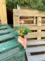 Zdjęcie rosliny doniczkowej Anthurium Champion Spirit, ujęcie 1
