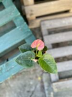 Zdjęcie rosliny doniczkowej Anthurium Champion Spirit, ujęcie 2