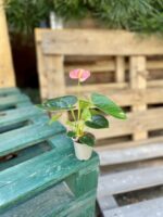 Zdjęcie rosliny doniczkowej Anthurium Champion Spirit, ujęcie 3