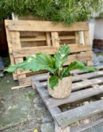 Zdjęcie rosliny doniczkowej Anthurium plowmanii, ujęcie 1