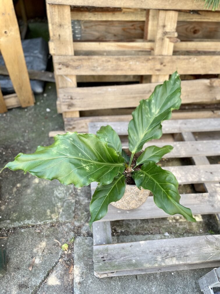 Zdjęcie rosliny doniczkowej Anthurium plowmanii, ujęcie 2