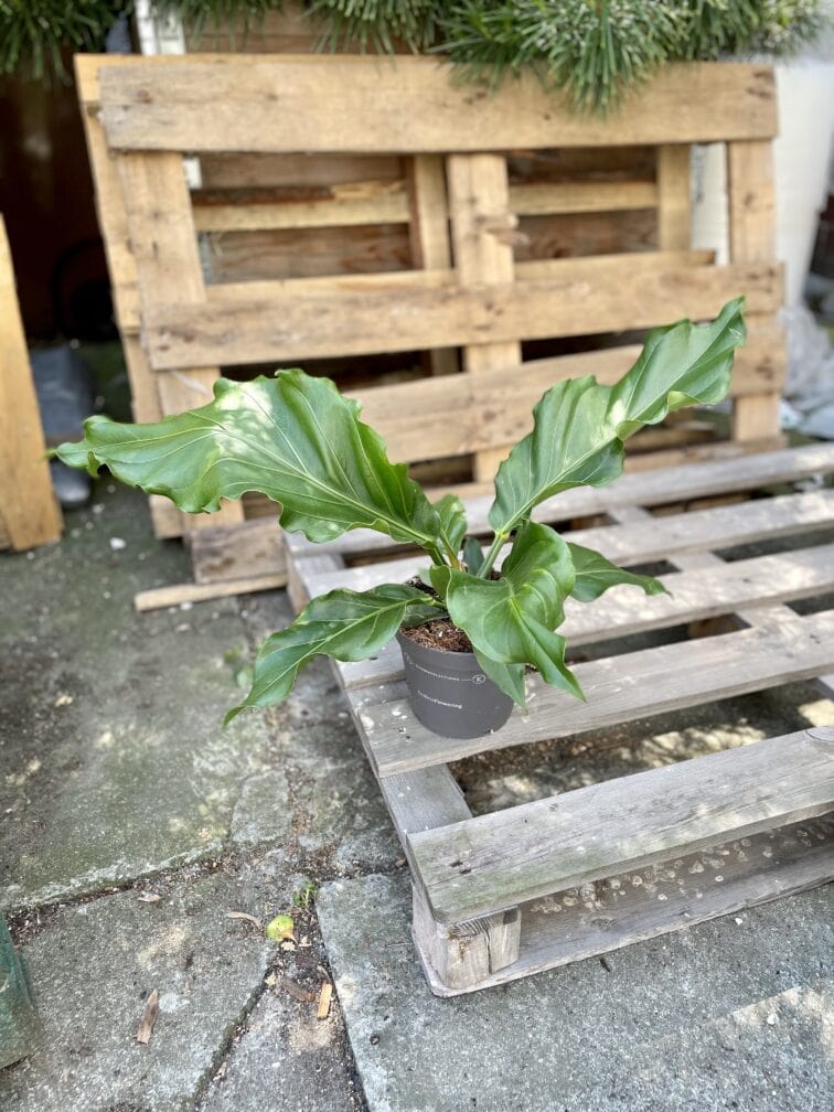 Zdjęcie rosliny doniczkowej Anthurium plowmanii, ujęcie 3