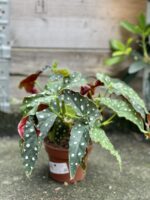 Zdjęcie rosliny doniczkowej Begonia Maculata, ujęcie 2