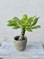 Zdjęcie rosliny doniczkowej Brighamia insignis Hawaiian Palm, ujęcie 1