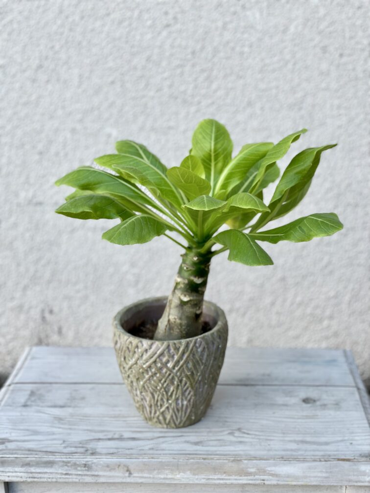 brighamia-insignis-hawaiian-palm_12x45-1_1655545058.jpg Zdjęcie rosliny doniczkowej Brighamia insignis Hawaiian Palm, ujęcie 1