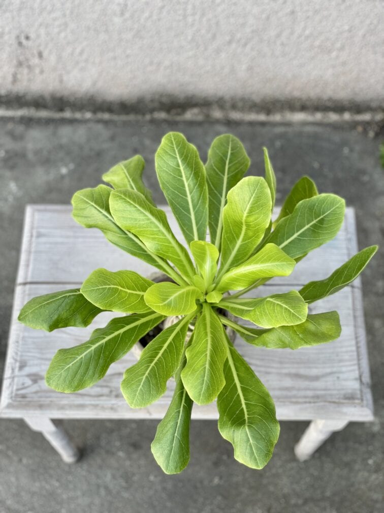 Zdjęcie rosliny doniczkowej Brighamia insignis Hawaiian Palm, ujęcie 2
