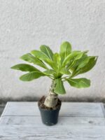 Zdjęcie rosliny doniczkowej Brighamia insignis Hawaiian Palm, ujęcie 3