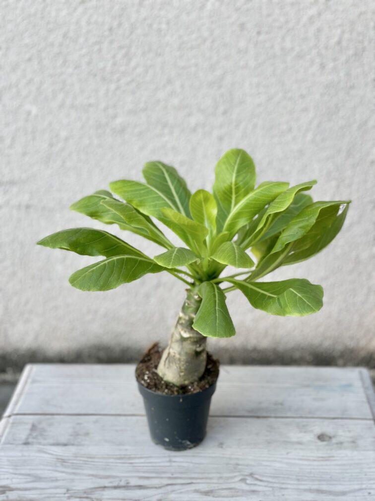 Zdjęcie rosliny doniczkowej Brighamia insignis Hawaiian Palm, ujęcie 3