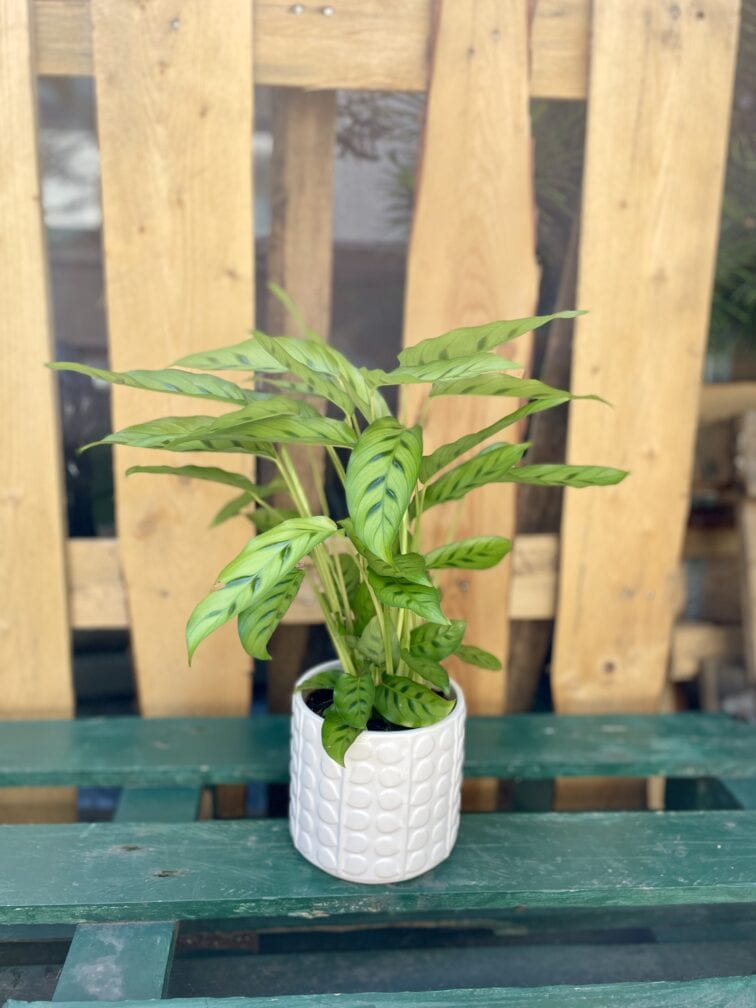 Zdjęcie rosliny doniczkowej Calathea Leopardina, ujęcie 1