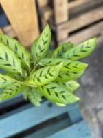 Zdjęcie rosliny doniczkowej Calathea Leopardina, ujęcie 2