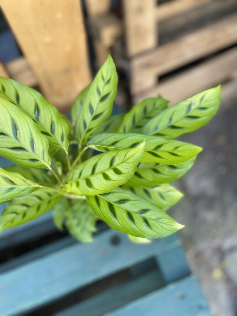 Zdjęcie rosliny doniczkowej Calathea Leopardina, ujęcie 2
