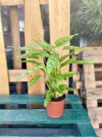 Zdjęcie rosliny doniczkowej Calathea Leopardina, ujęcie 3
