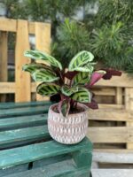Zdjęcie rosliny doniczkowej Calathea Roseopicta Angela, ujęcie 1