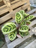 Zdjęcie rosliny doniczkowej Calathea Roseopicta Angela, ujęcie 2