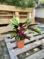 Zdjęcie rosliny doniczkowej Calathea Roseopicta Angela, ujęcie 3